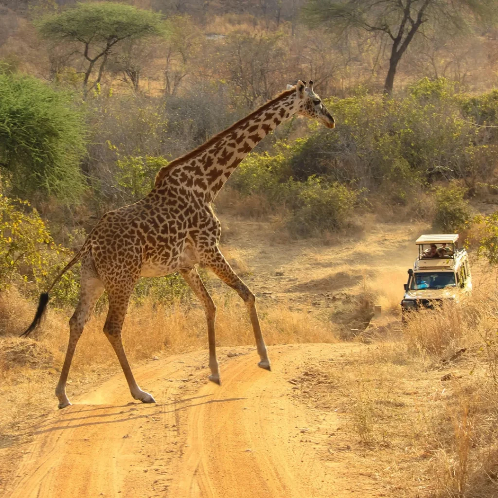 A solitary giraffe gracefully crossing a dirt road during a Tanzania safari, highlighting the majestic wildlife and serene landscapes of the African savannah.