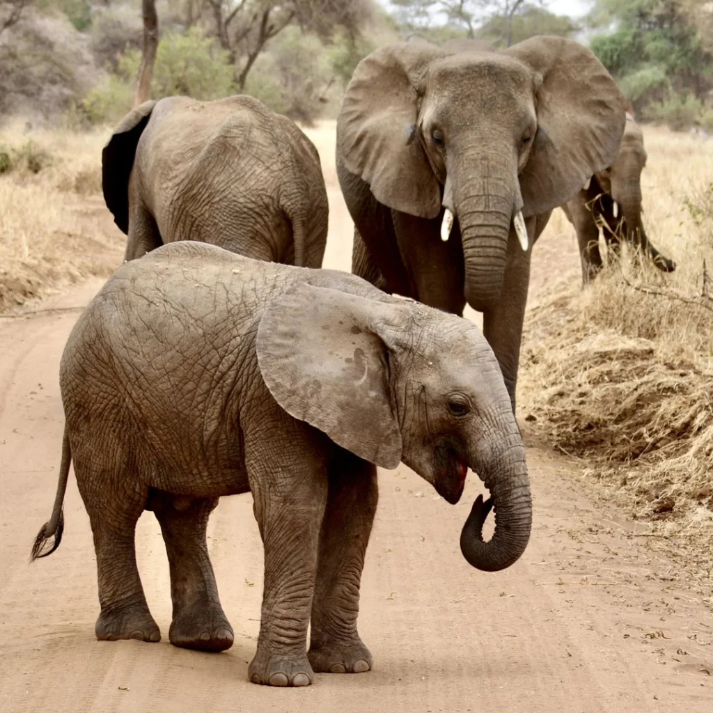 A family of elephants peacefully grazing in the wild during a Tanzania safari, highlighting the rich biodiversity and stunning landscapes of East Africa.