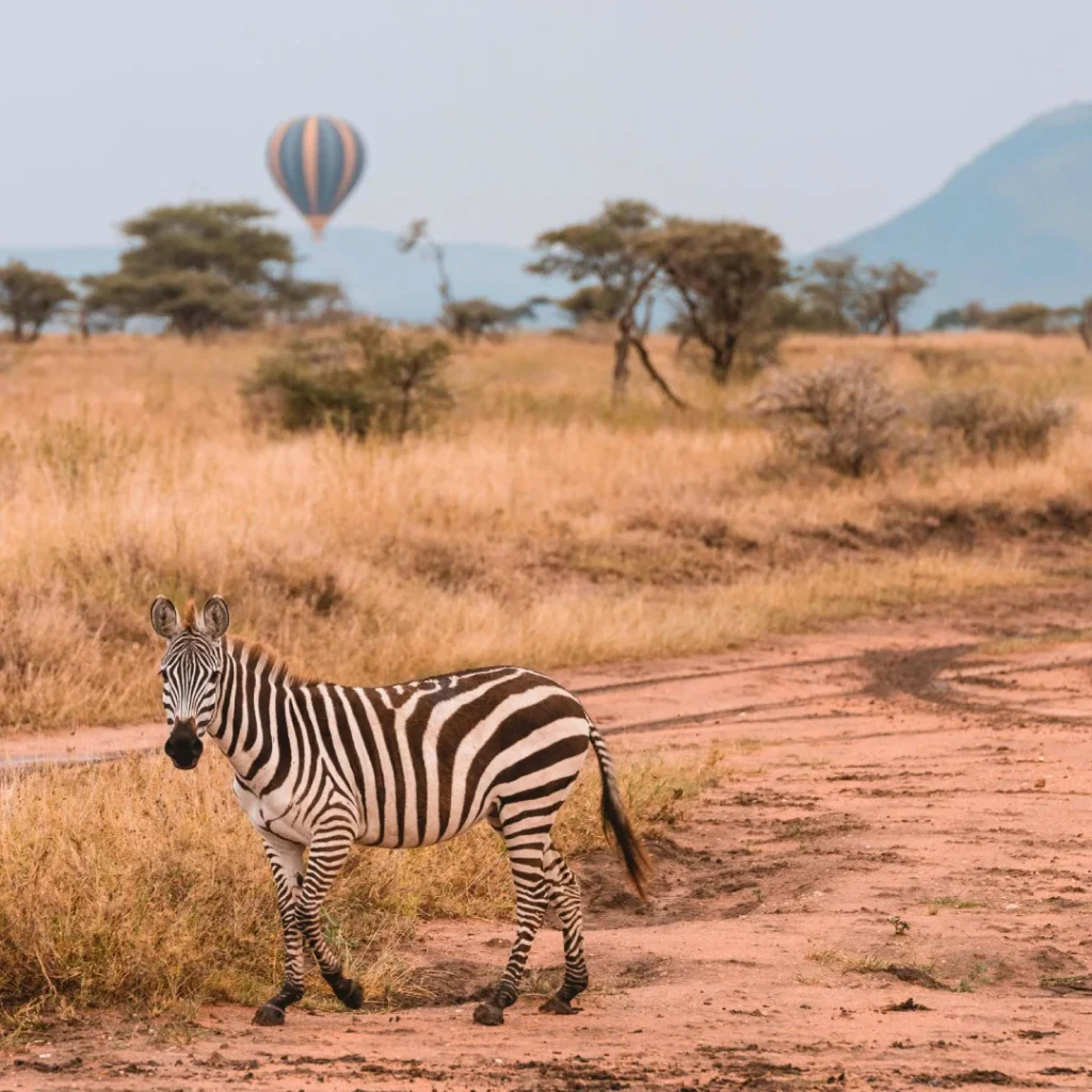 A herd of zebras grazing in a lush meadow while a colorful hot air balloon floats gracefully in the background during a Tanzania safari, highlighting the stunning wildlife and scenic beauty of East Africa.