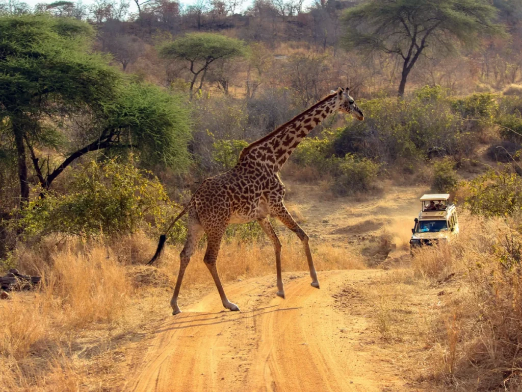 A solitary giraffe gracefully crossing a dirt road during a Tanzania safari, highlighting the majestic wildlife and serene landscapes of the African savannah.