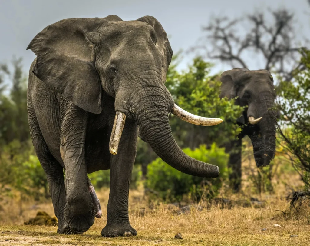 A powerful elephant sprinting across the African savannah during a Tanzania safari, capturing the dynamic wildlife and breathtaking scenery of East Africa.