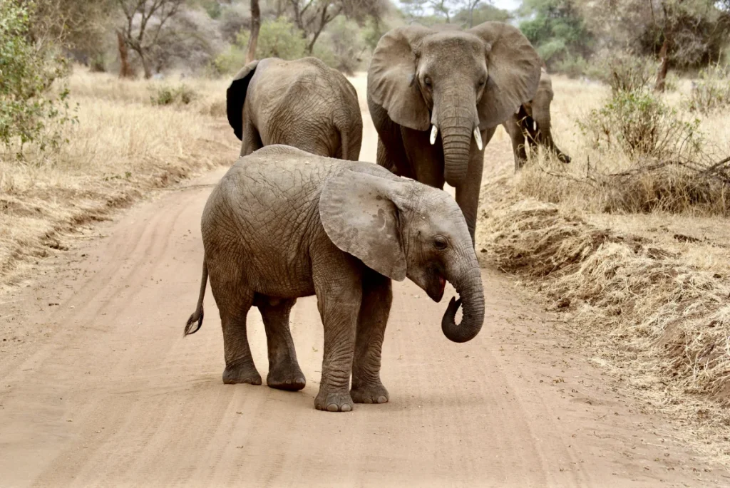 A family of elephants peacefully grazing in the wild during a Tanzania safari, highlighting the rich biodiversity and stunning landscapes of East Africa.