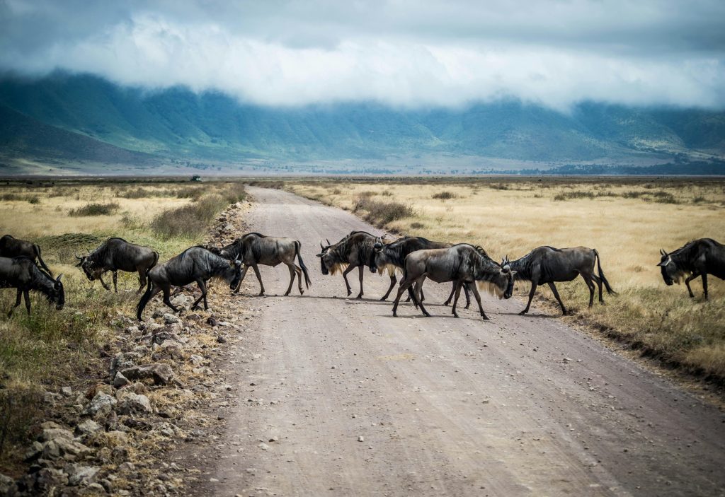 Ngorongoro crater